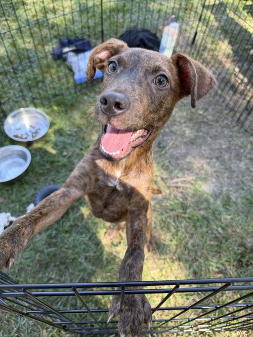 Photo of SJ, adoptable American Pit Bull Terrier in Jackson, Mississippi