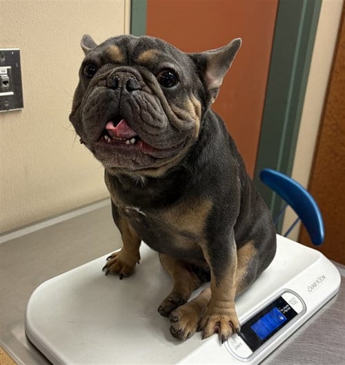 Photo of Magic, adoptable French Bulldog in Rancho Cucamonga, California