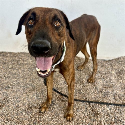 Photo of Rex, adoptable German Shorthaired Pointer in Mesa, Arizona