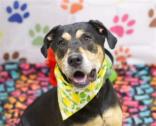 Photo of Sadie, adoptable Labrador Retriever in Placerville, California