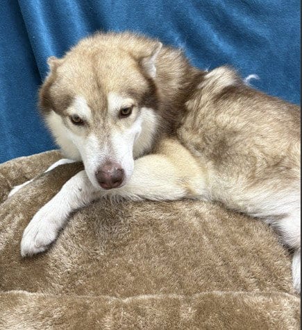 Photo of Alucard, adoptable Siberian Husky in Killeen, Texas