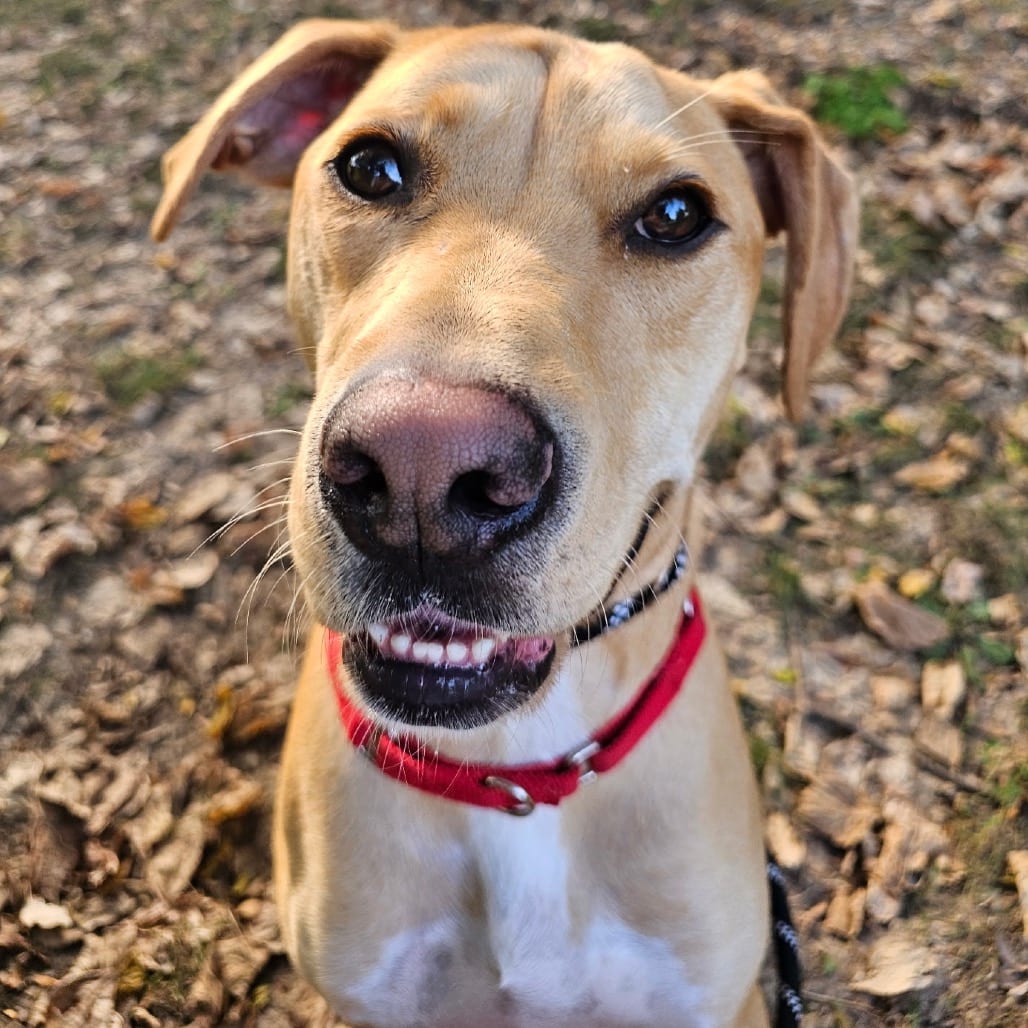 Photo of Amos, adoptable Mixed Breed (Medium) in St. Charles, Missouri