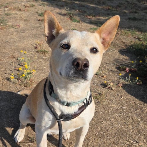 Photo of Buster, adoptable Queensland Heeler in Yreka, California