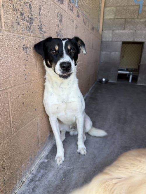 Photo of Edmond, adoptable Border Collie in Las Vegas, New Mexico