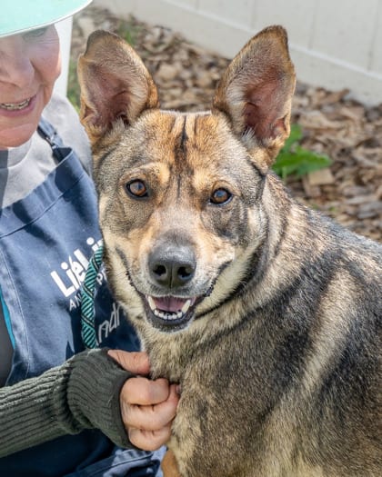 Photo of Soliloquy, adoptable dog in Chamblee, Georgia