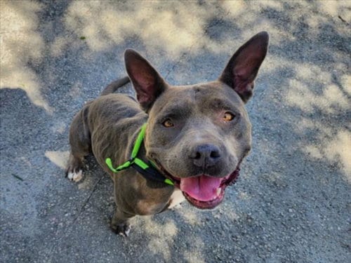 Photo of Tootsie, adoptable Pit Bull Terrier in San Pedro, California