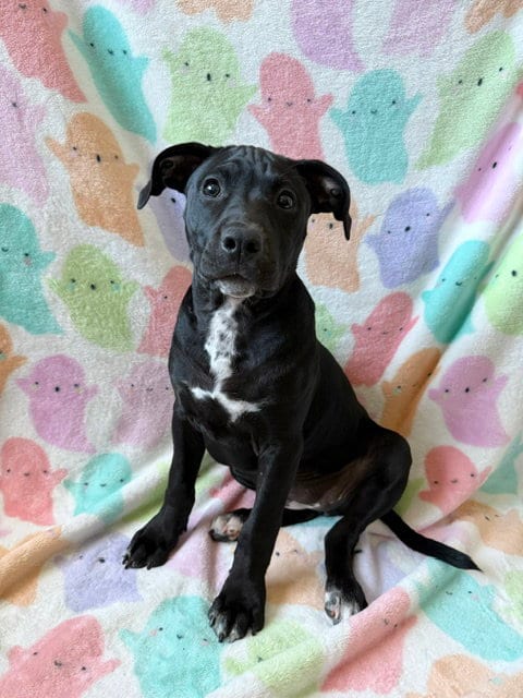 Photo of Junebug, adoptable Terrier in St. Louis, Missouri