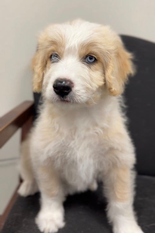 Photo of Curly, adoptable Poodle (unknown type) in Bemidji, Minnesota