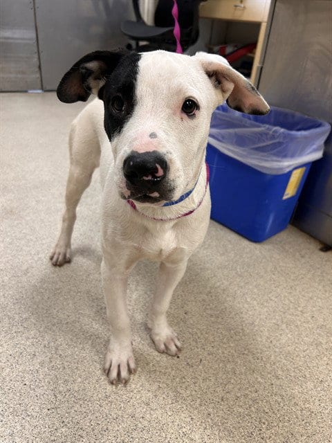 Photo of Spots, adoptable Pit Bull Terrier in Riverside, California