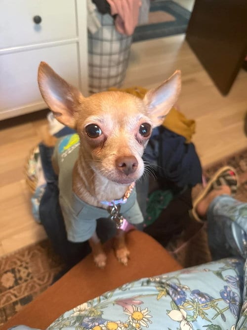 Photo of Taco, adoptable Chihuahua in Gilberts, Illinois