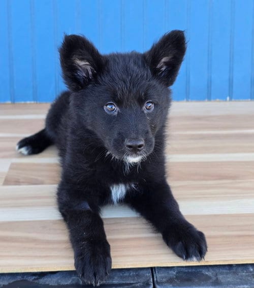 Photo of Butter, adoptable Husky in Sedalia, Colorado
