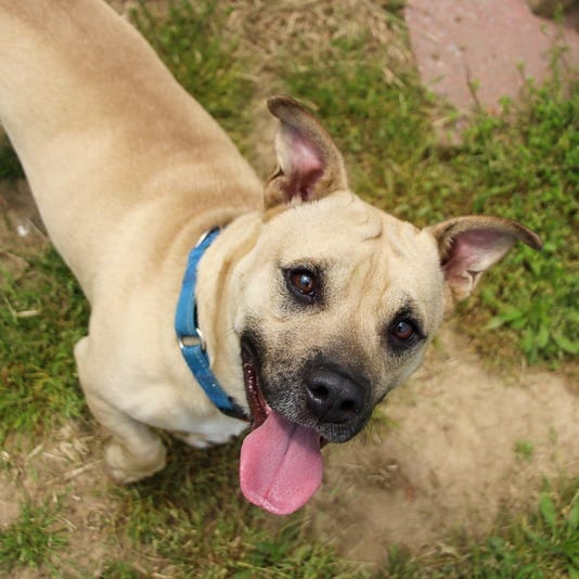 Photo of Rocket, adoptable Mixed Breed (Medium)