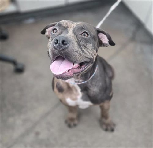 Photo of Wednesday, adoptable American Pit Bull Terrier in Dallas, Texas