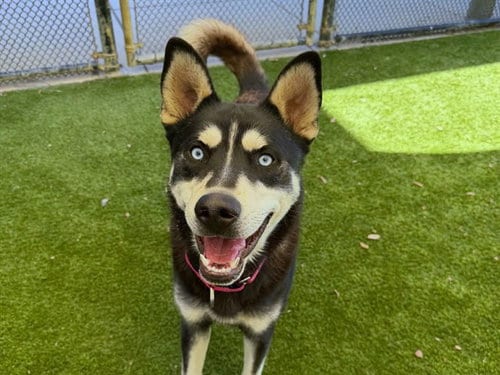 Photo of Leonardo, adoptable Siberian Husky in Martinez, California