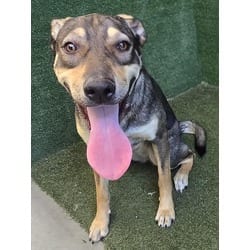 Photo of Mia, adoptable German Shepherd Dog Bernese Mountain Dog in Lancaster, California