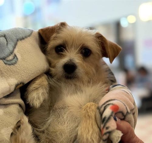 Photo of Scallop, adoptable Terrier in Martinez, California