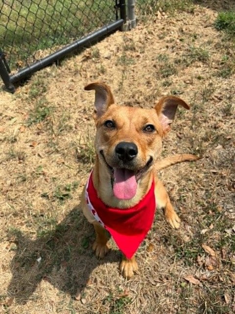 Photo of Ruby, adoptable Carolina Dog in Pasadena, Texas