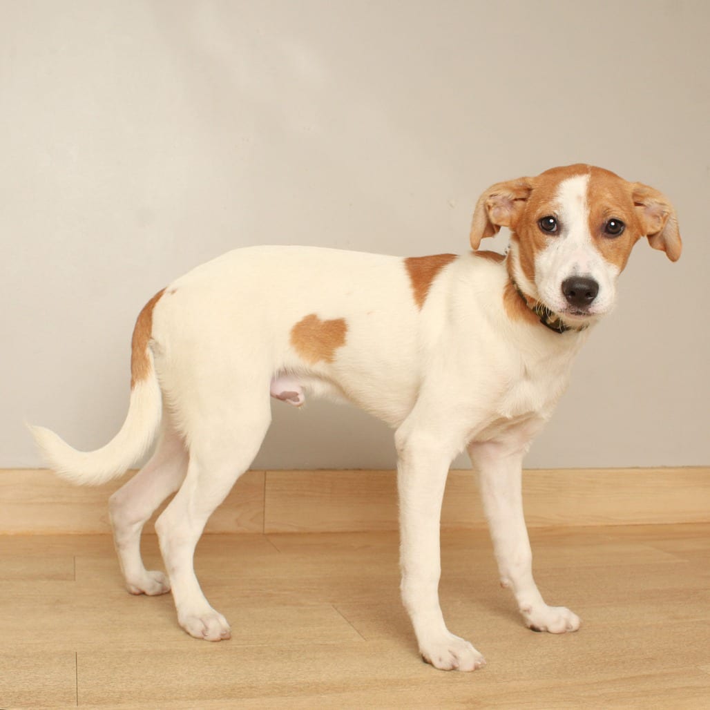 Photo of Kyo D71304, adoptable Foxhound, English / Mixed Breed (Medium) in Minnesota, Minnesota