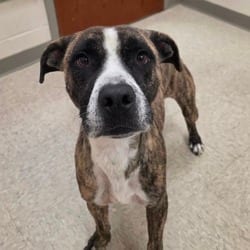 Photo of Alabama, adoptable American Pit Bull Terrier Mixed Breed (Medium) in Chatham, Virginia