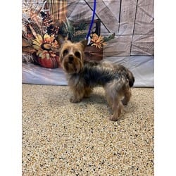 Photo of Caramelo, adoptable Yorkie, Yorkshire Terrier in Doral, Florida
