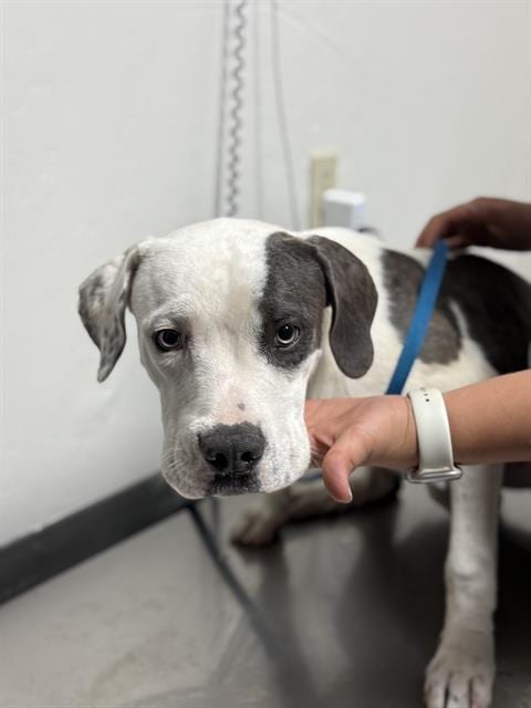 Photo of Chance, adoptable Pit Bull Terrier in Bakersfield, California