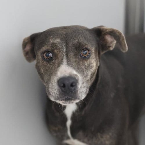 Photo of Luna, adoptable Labrador Retriever in San Antonio, Texas