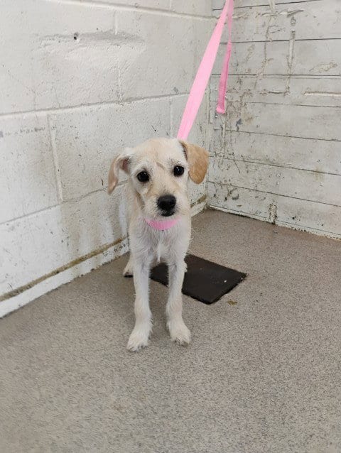 Photo of Maple, adoptable Terrier in San Bernardino, California