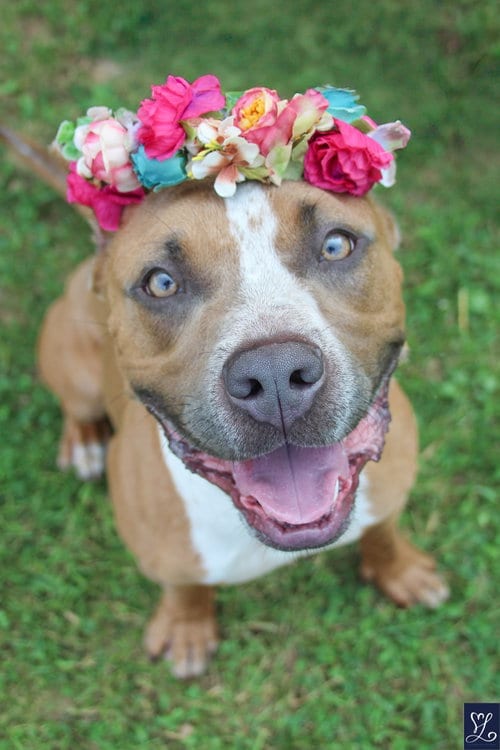 Photo of Bleu, adoptable Pit Bull Terrier in Lockport, New York