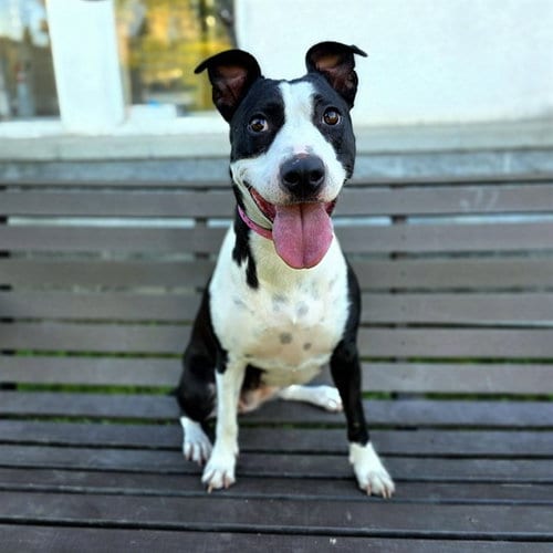 Photo of Carpe Diem, adoptable Pit Bull Terrier in Long Beach, California