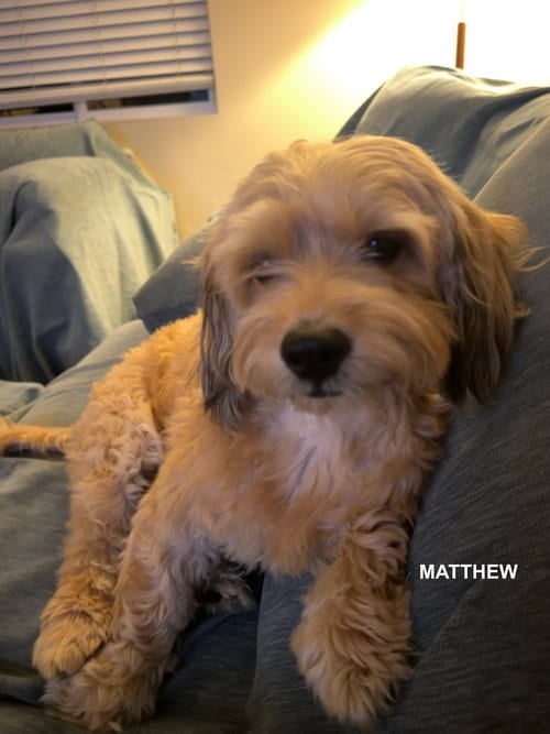 Photo of Matthew, adoptable Cocker Spaniel in Woodland Hills, California