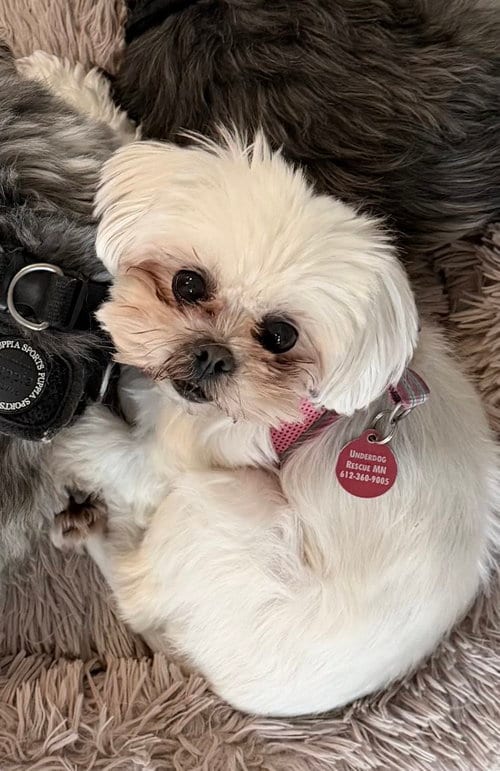 Photo of Isabel, adoptable Maltese in St. Louis Park, Minnesota