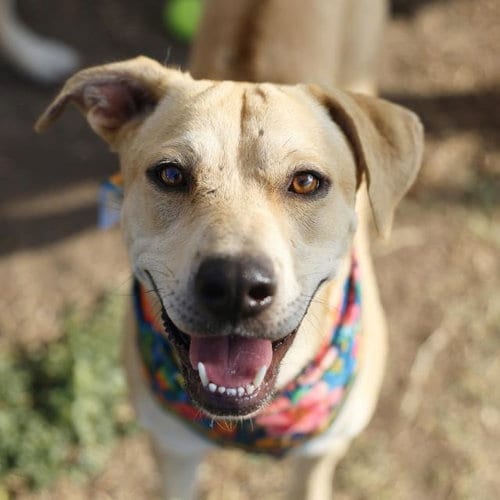 Photo of Chiquita, adoptable Labrador Retriever in San Antonio, Texas