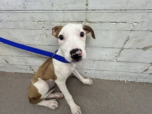 Photo of Coco, adoptable Pit Bull Terrier in San Bernardino, California