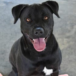 Photo of Marshall Tucker, adoptable Mixed Breed (Large) in Columbus, North Carolina