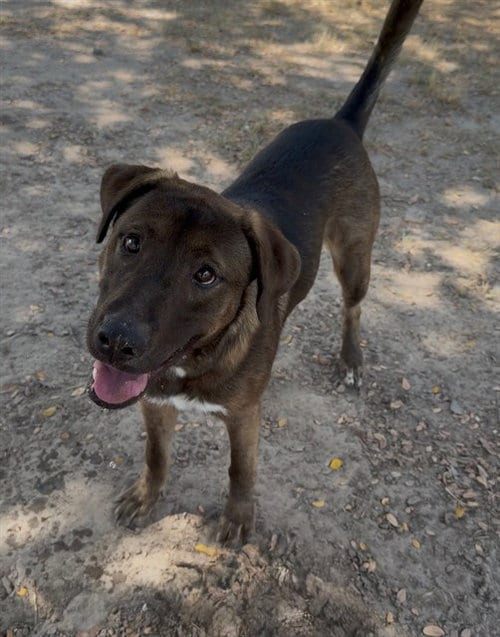 Photo of Arby, adoptable Labrador Retriever in Conroe, Texas