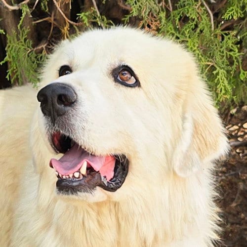 Photo of Beautiful Ms Butters de Golden Pyr Bonded Pair, adoptable Great Pyrenees in Albuquerque, New Mexico