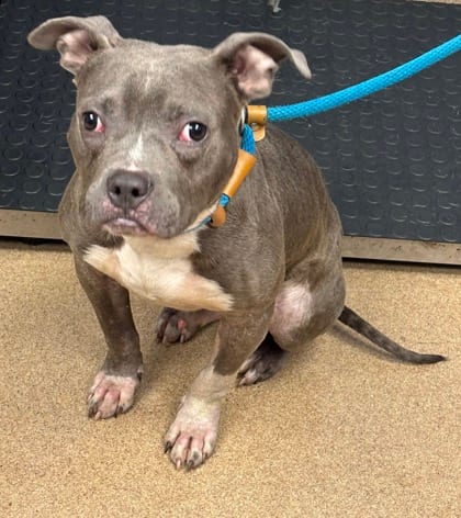 Photo of Anchor, adoptable dog in Chamblee, Georgia