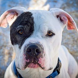 Photo of Kane, adoptable Pit Bull Terrier in Carmel, New York