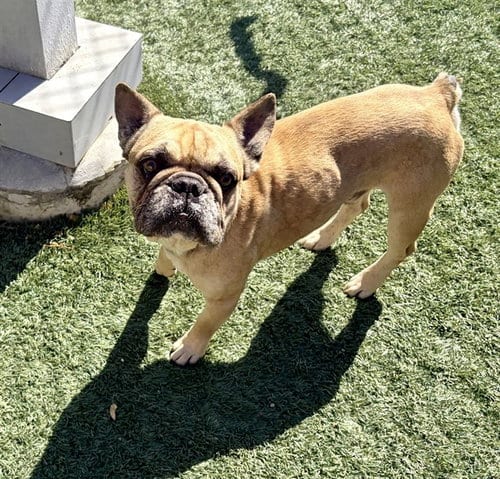 Photo of Frank, adoptable French Bulldog in Salinas, California