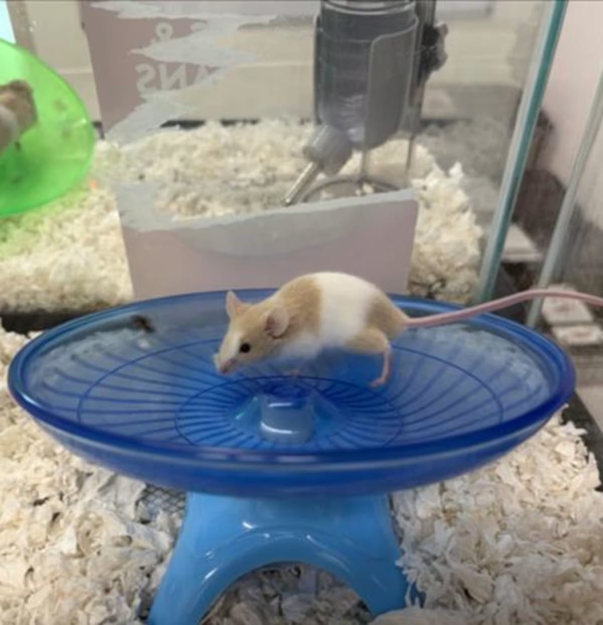 Photo of Smoosh, adoptable Mouse in Loveland, Colorado