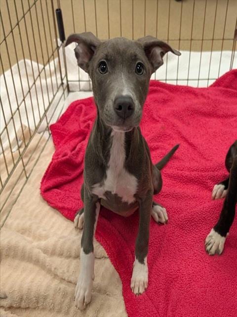 Photo of Mandy, adoptable Pit Bull Terrier in Plano, Texas