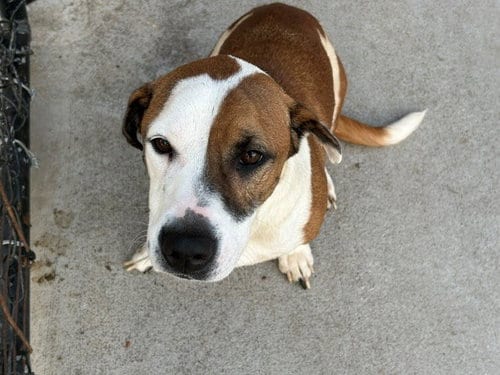 Photo of Jax, adoptable Beagle in Tulsa, Oklahoma