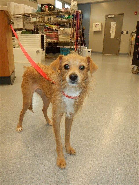 Photo of Petunia, adoptable Chihuahua in San Jose, California