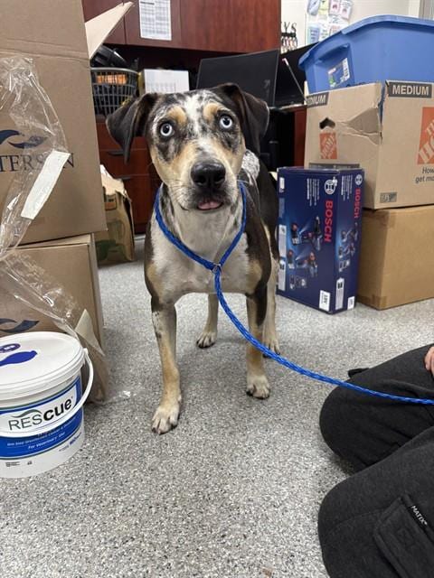 Photo of Elsie, adoptable Labrador Retriever in Pasadena, Texas