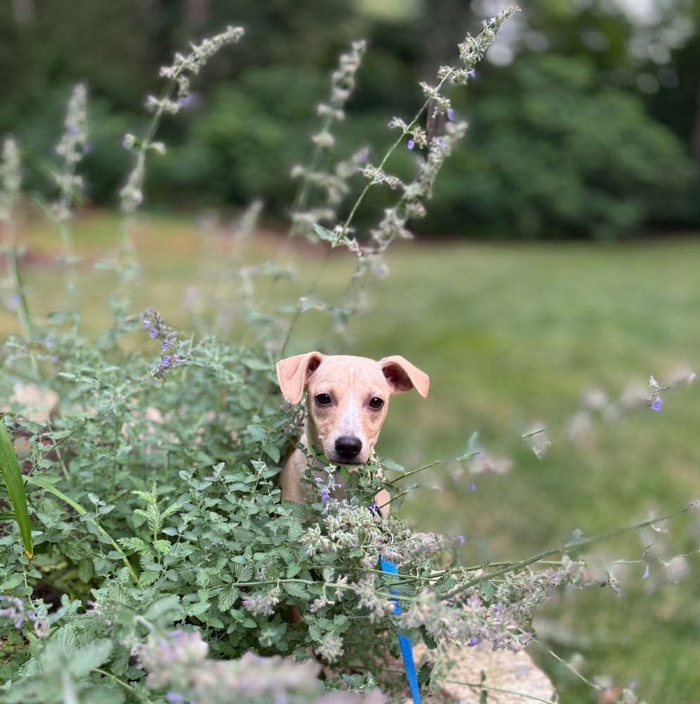 Photo of Pistachio, adoptable Chihuahua in Oak Bluffs, Massachusetts