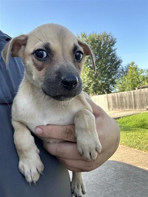 Photo of A661932, adoptable Labrador Retriever in Houston, Texas