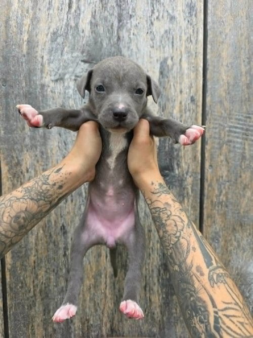 Photo of SR Puppy 1/21, adoptable American Pit Bull Terrier in Frankenmuth, Michigan