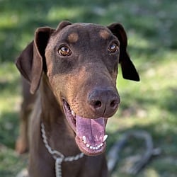 Photo of Drama, adoptable Doberman Pinscher in Dublin, California