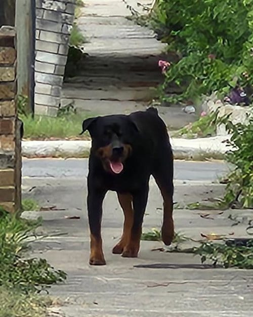 Photo of A826607, adoptable Rottweiler in San Antonio, Texas