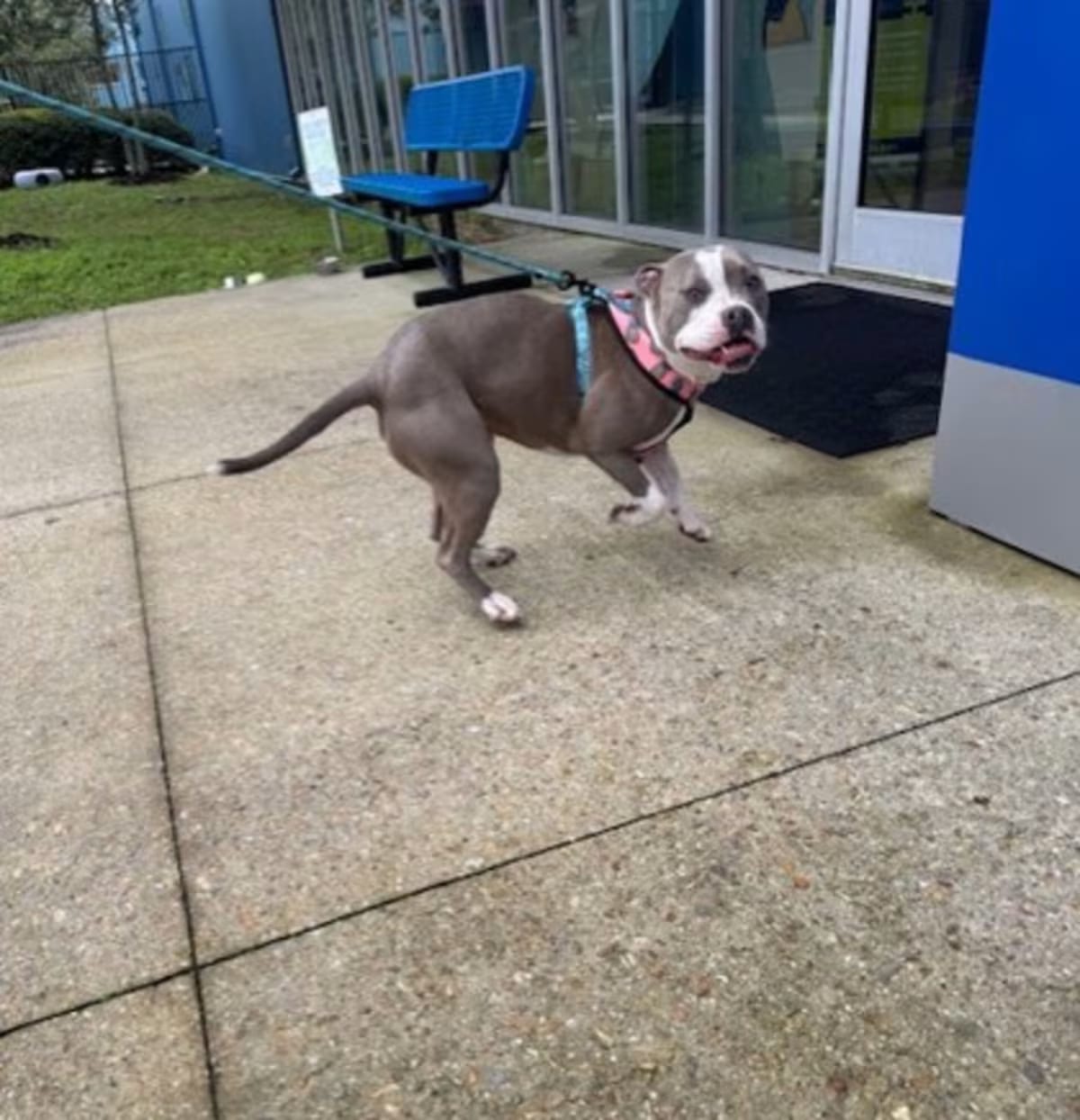 Photo of Fred, adoptable American Pit Bull Terrier in New Orleans, Louisiana